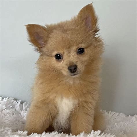 pomchi puppy for sale|More.